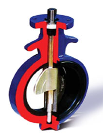 Cross Section Butterfly